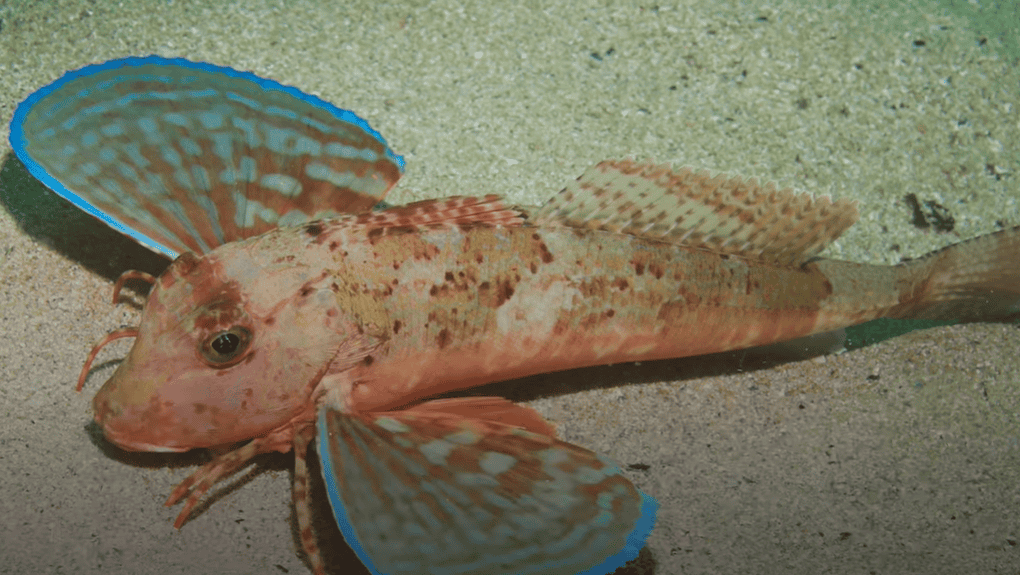 Sea Robin fish.