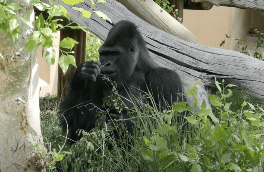 A gorilla eating plant leaves.