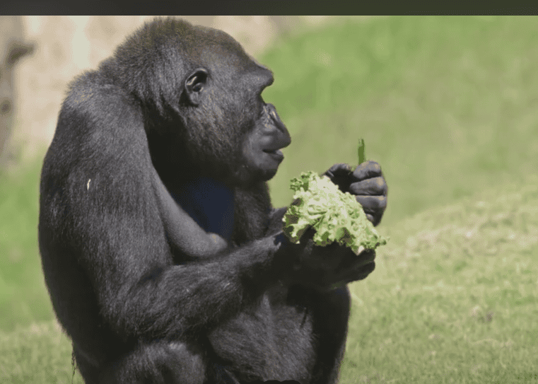 A Gorilla eating plant leaves.