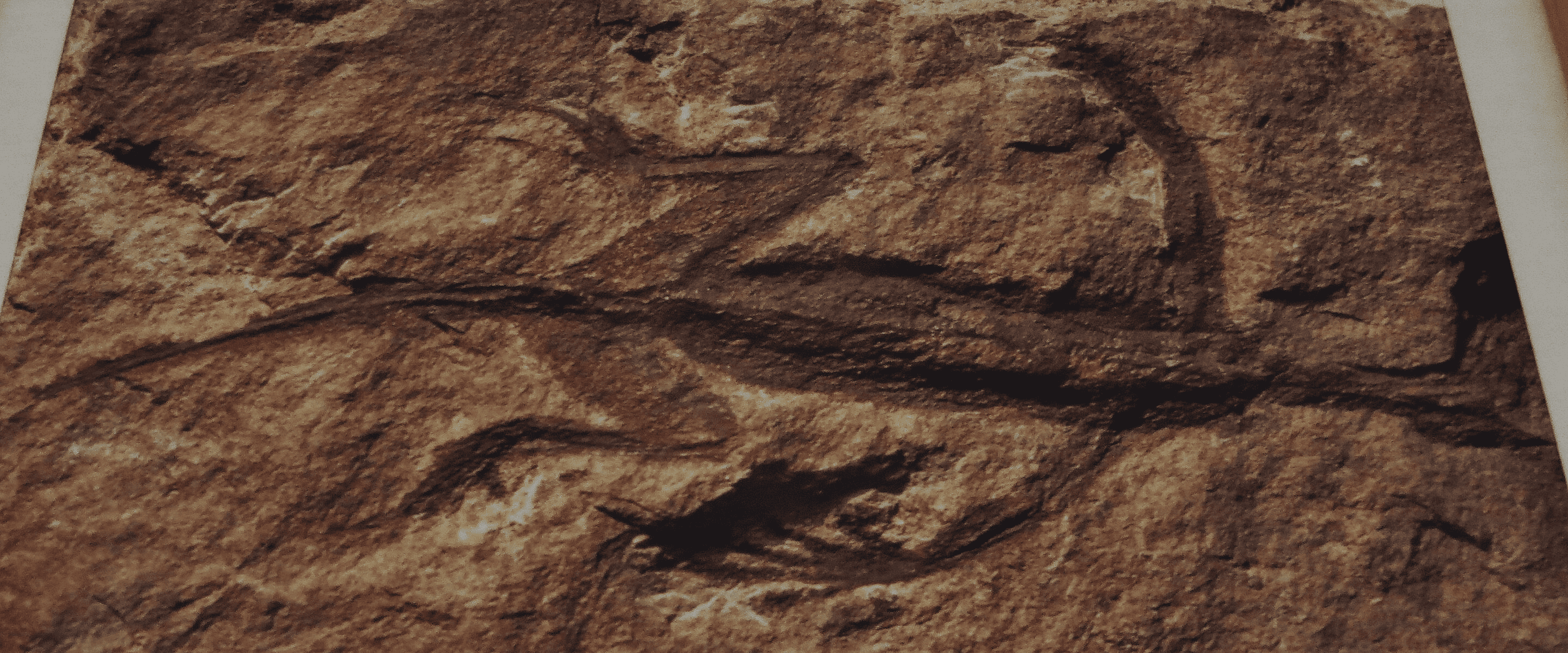 Shocking Discovery: Famed 280-Million-Year-Old Fossil Found to Be Partially Fake