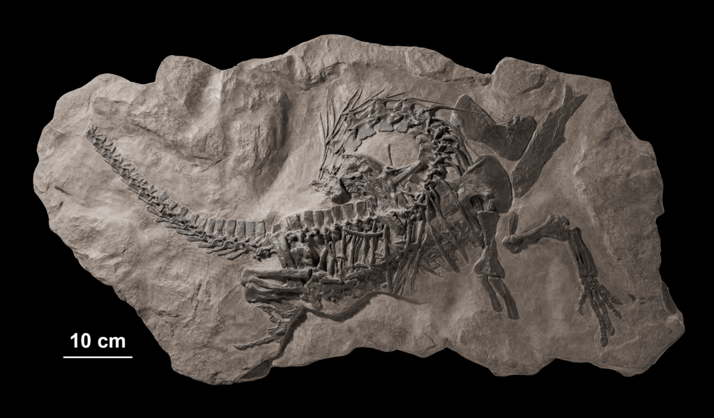 Fossil of Protorosaurus speneri