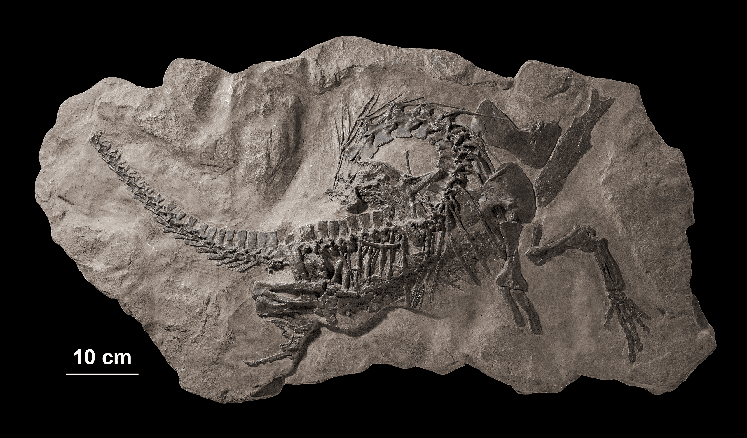 8 Fossil Mysteries Paleontologists Are Still Solving