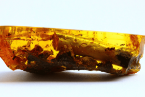 Baltic amber with inclusions