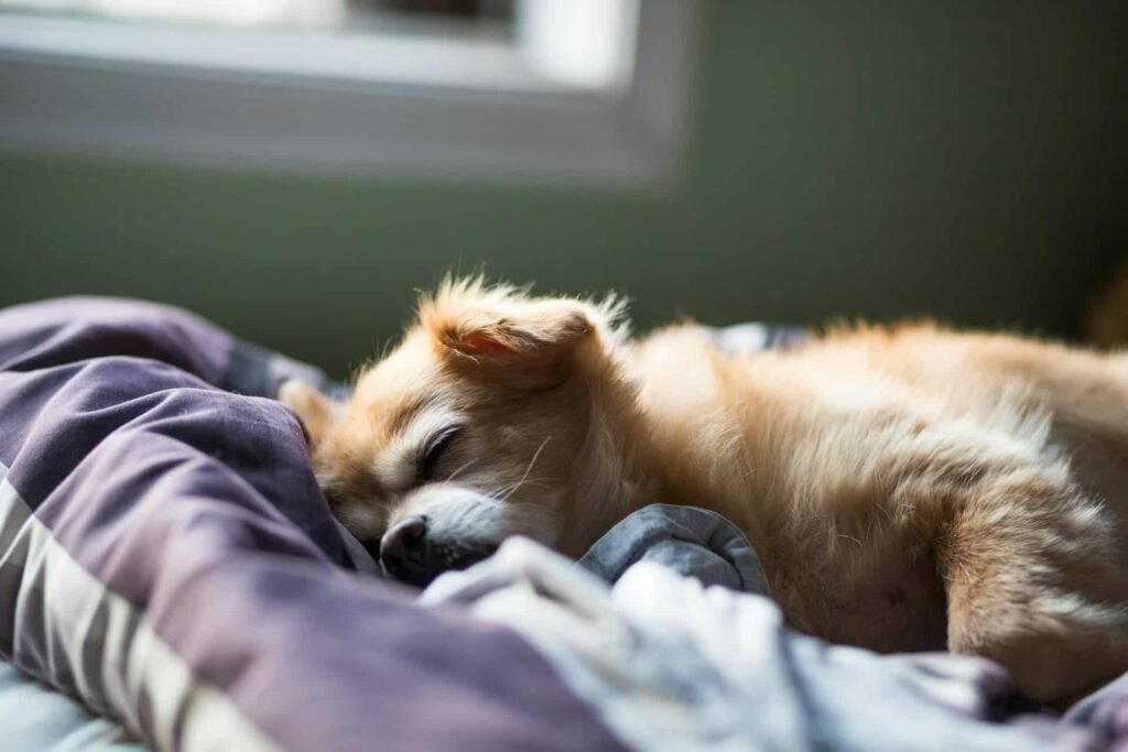 Pomeranian dog sleeping.