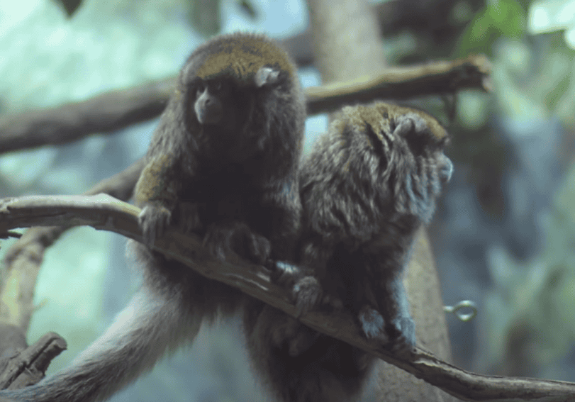 A pair of titi monkeys sitting on a tree branch. 