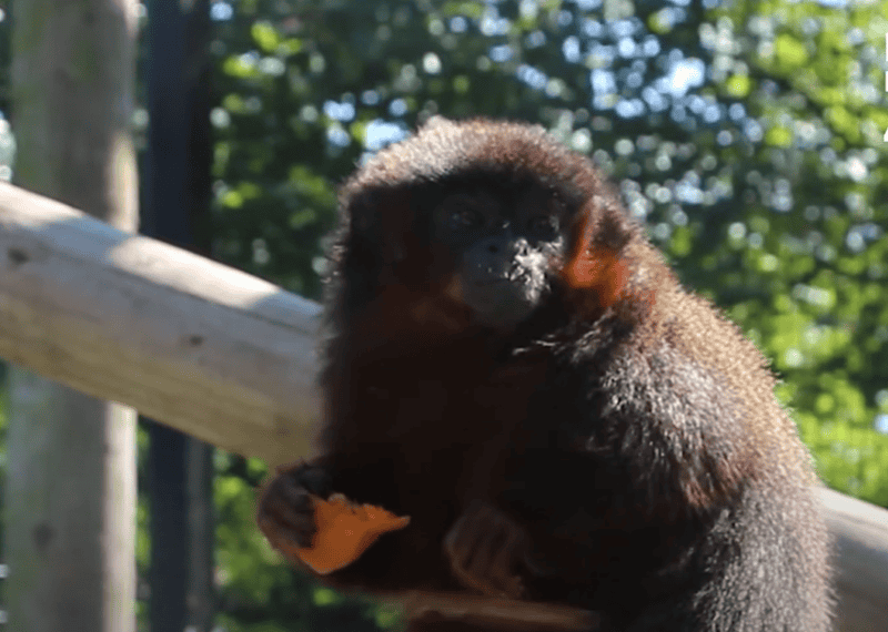 Coppery titi monkey in it's natural habitat. 