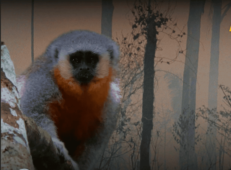 Mato Grosso titi monkey