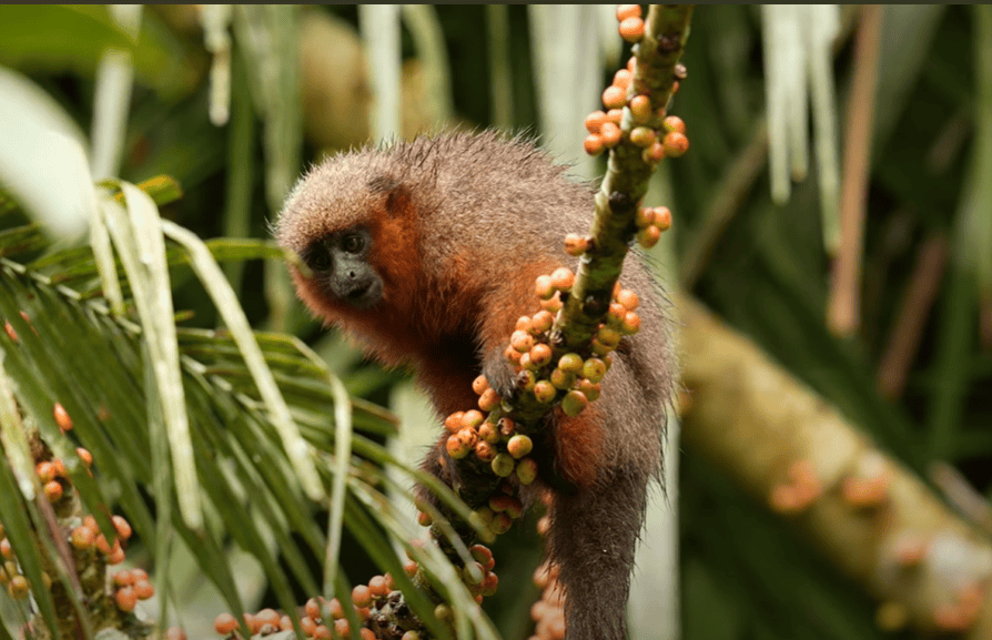 The Madidi Titi Monkey
