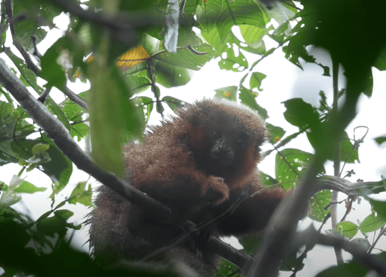 The Madidi Titi Monkey