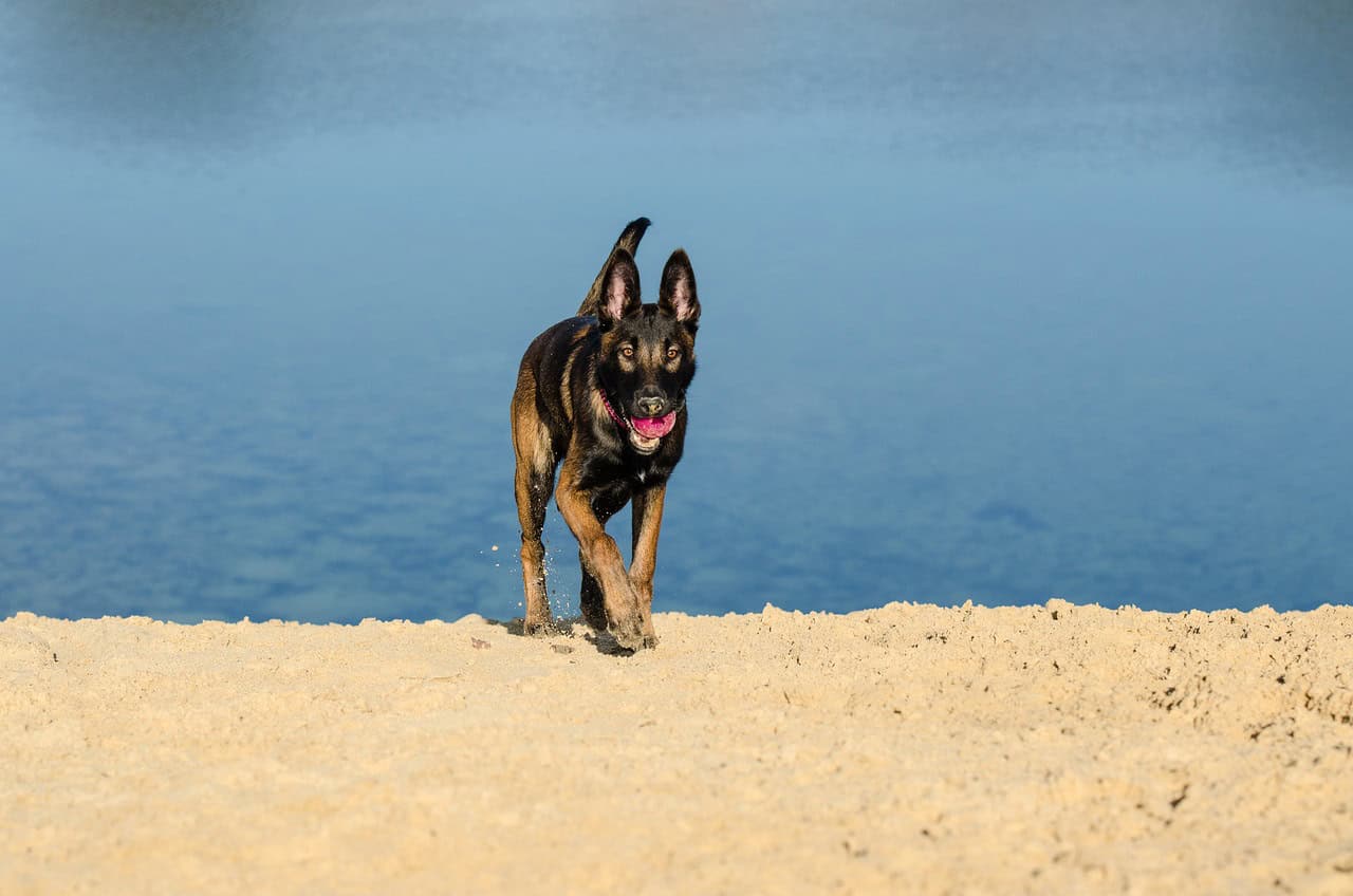 New Study Crowning the World’s Smartest Dog Takes People by Surprise