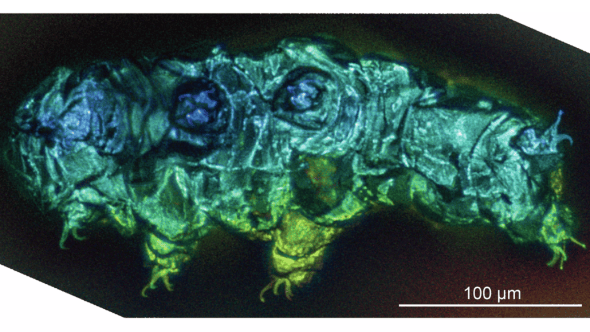 Amber-Trapped Tardigrades Unveil Ancient Secrets from Millions of Years Ago