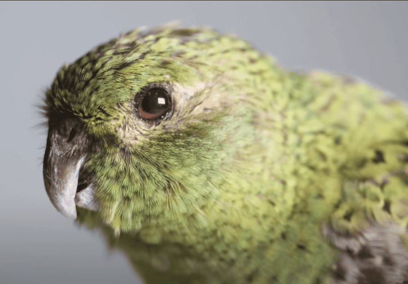 Night parrot