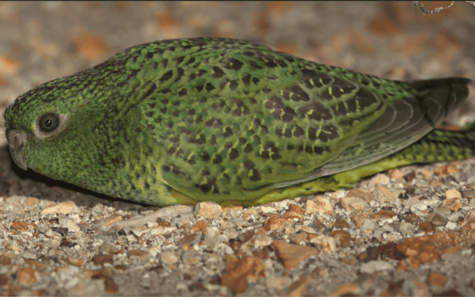Night parrot sitting on the ground.