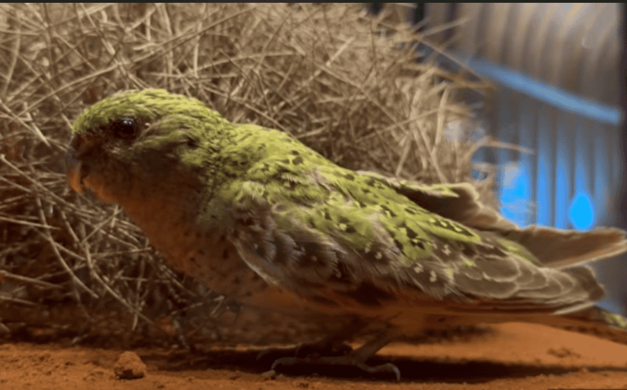 A specimen of a night parrot in a museum.