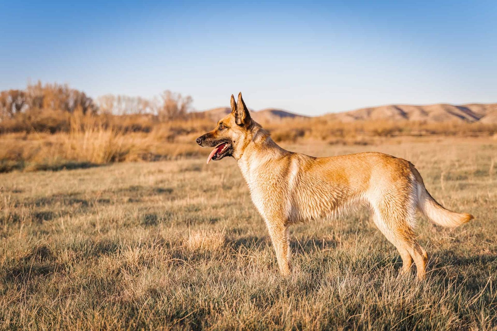 Belgian Malinois