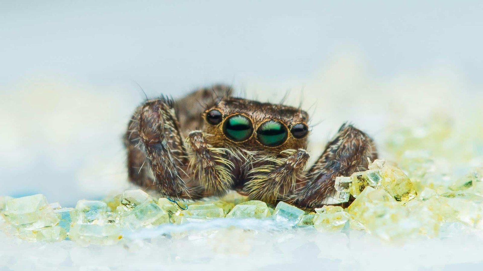 Why Some Spiders Keep Tiny Pet Frogs in Their Webs