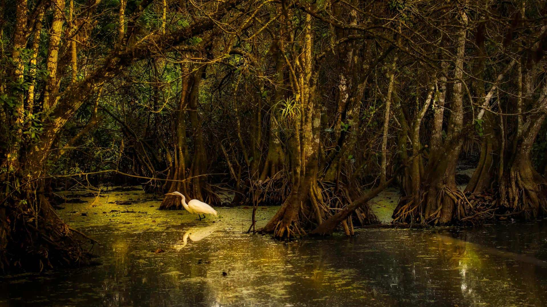 22 Million-Year-Old Forest (and New Species) Discovered on Remote Island in Panama