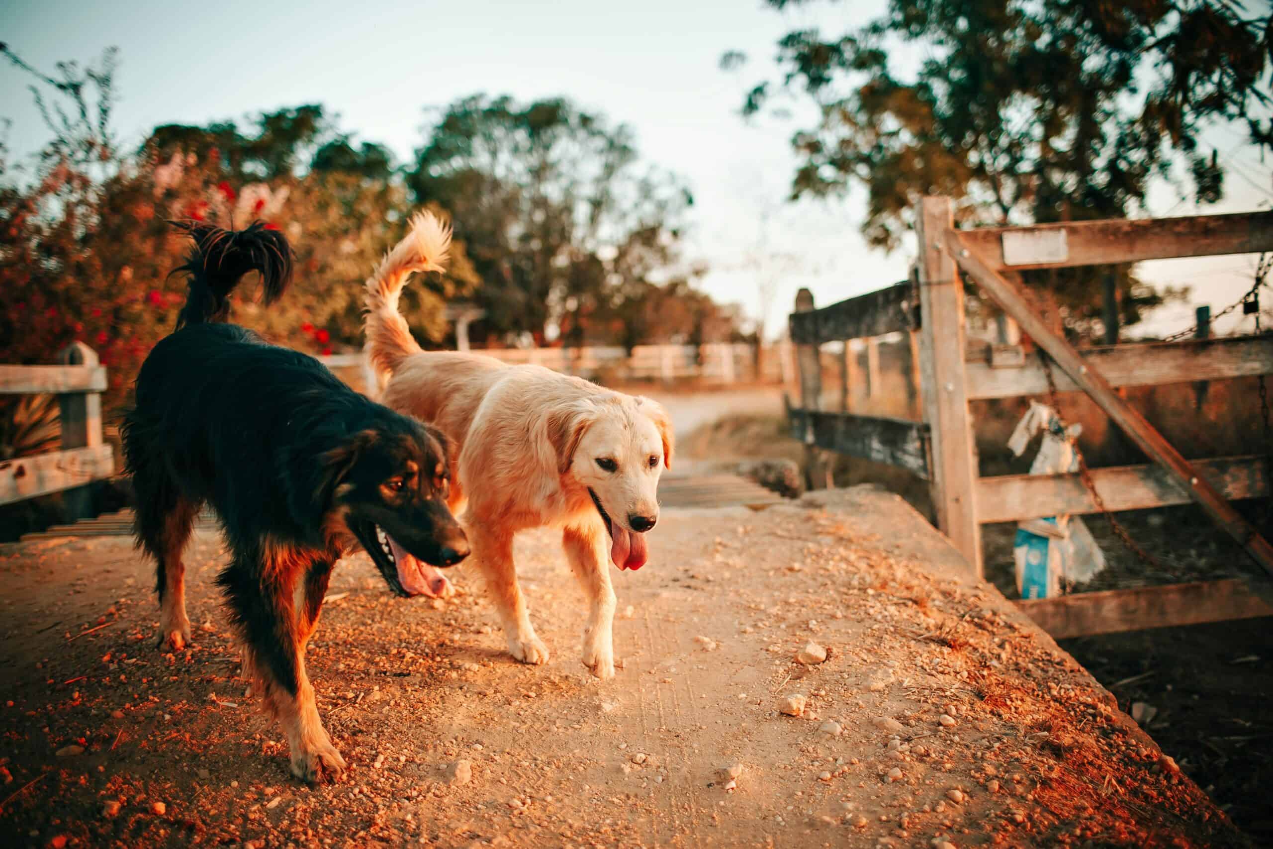 How Animals Can Always Find Their Way Home