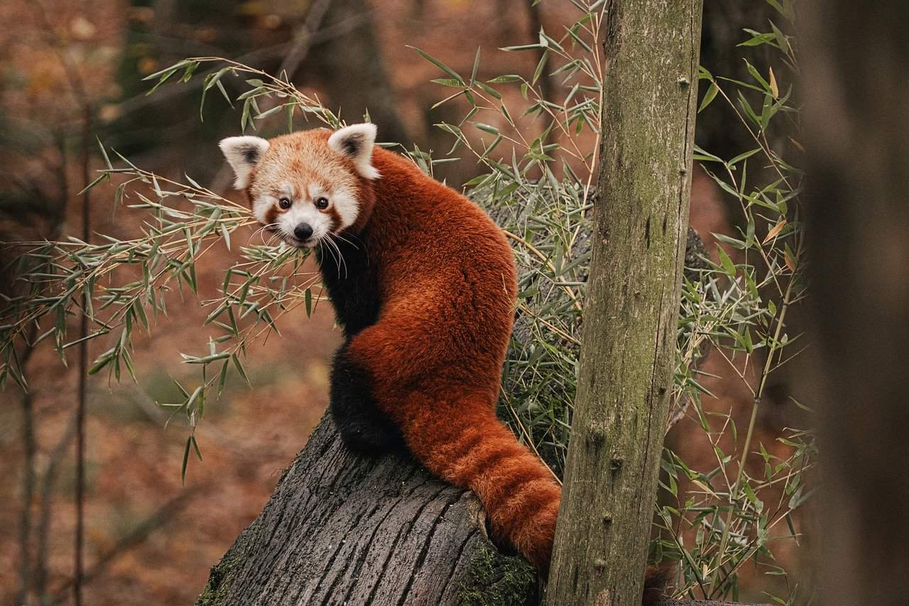 Can 50 Protected Areas Save the Red Pandas From Disappearing Forever? Experts say Perhaps Not