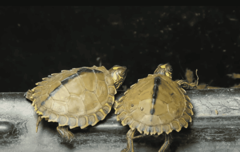 Pearl river map turtles.