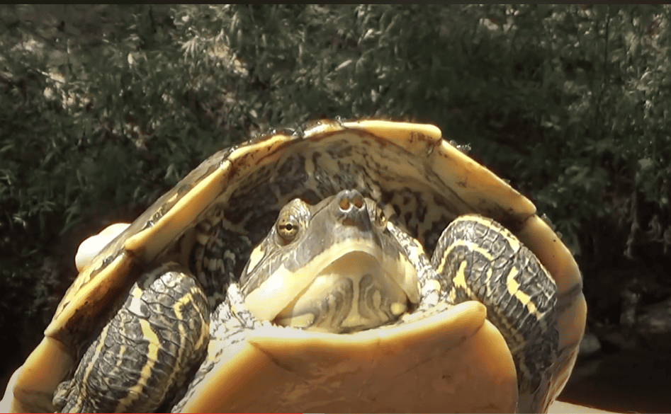 Pearl River map turtle.