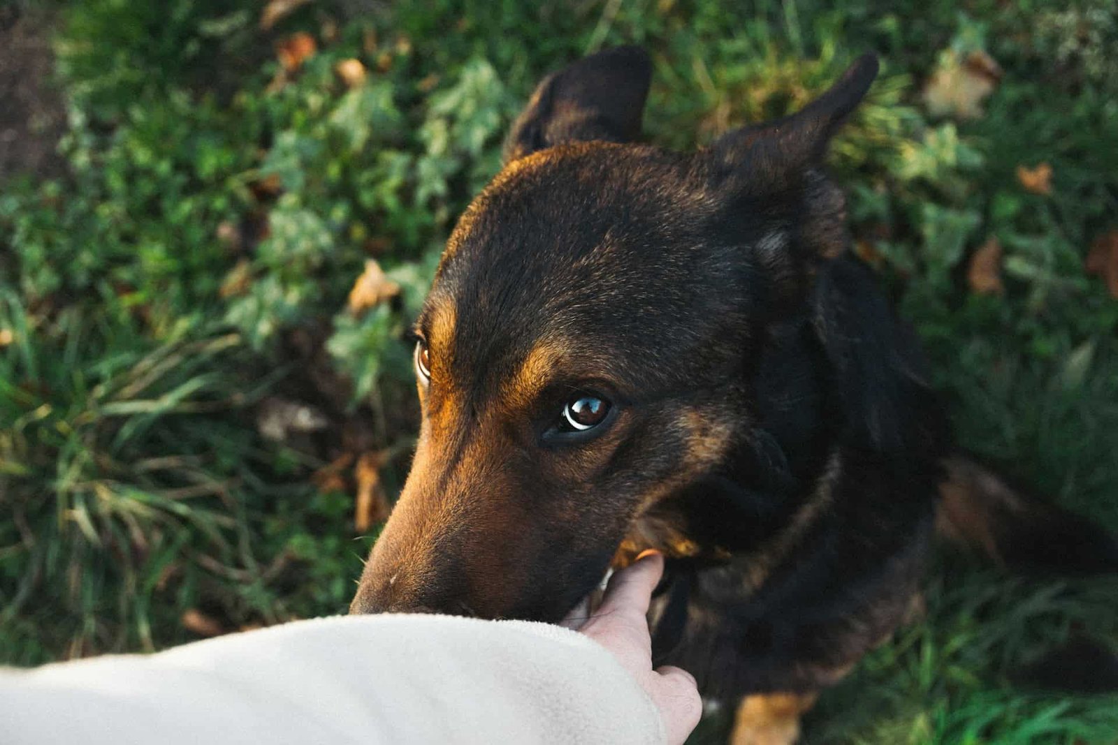 Belgian Malinois