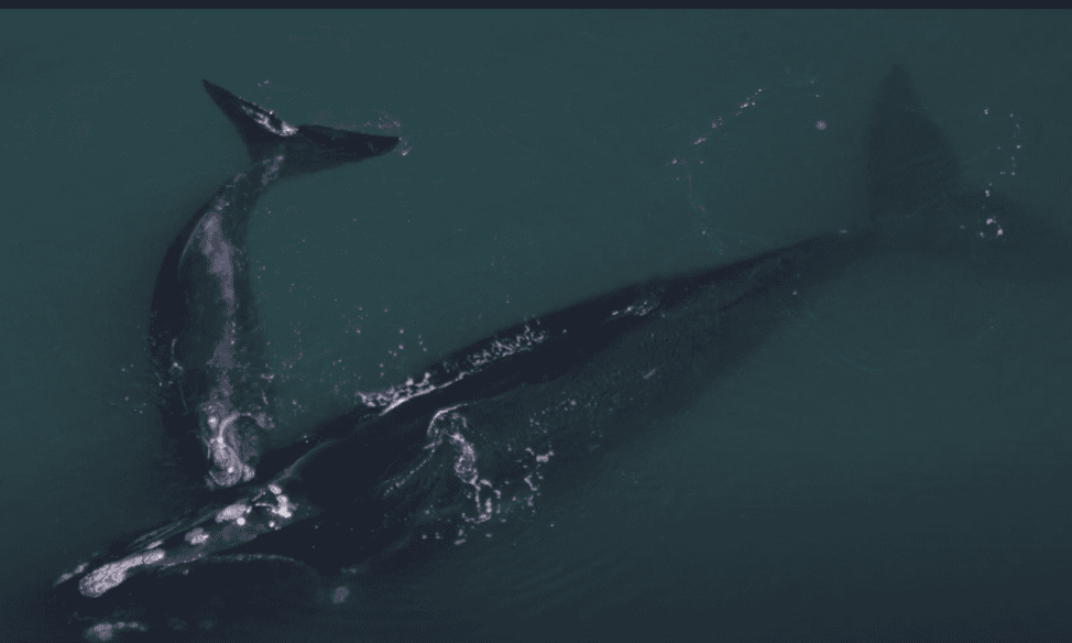 North Atlantic Right whale with its calf. 