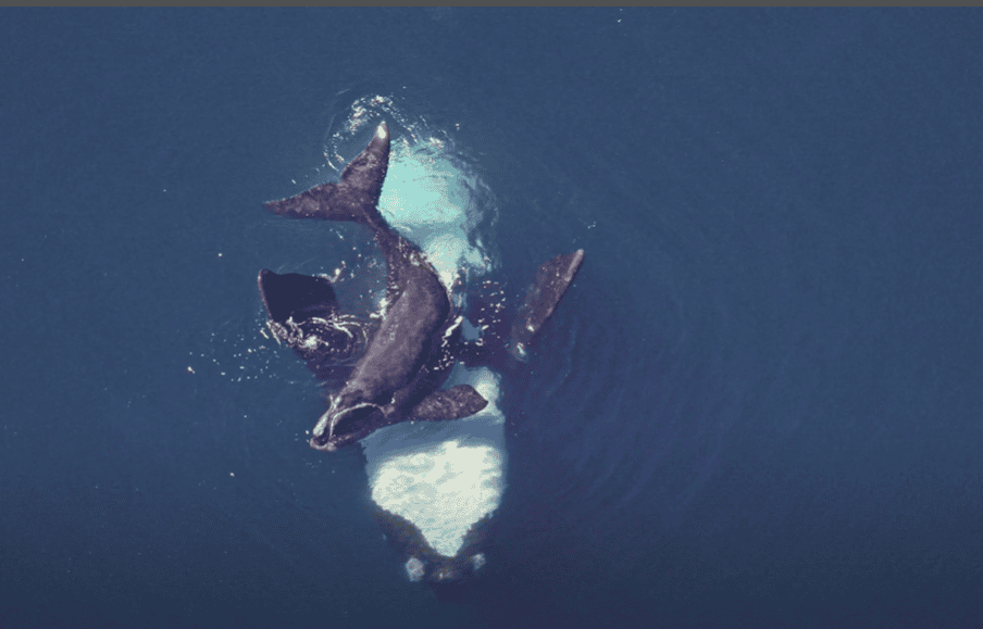 Aerial view of the North Atlantic Right whale and its calf. 