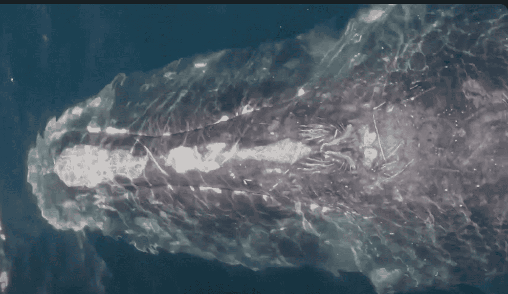 Close-up view of the North Atlantic Right Whale. 