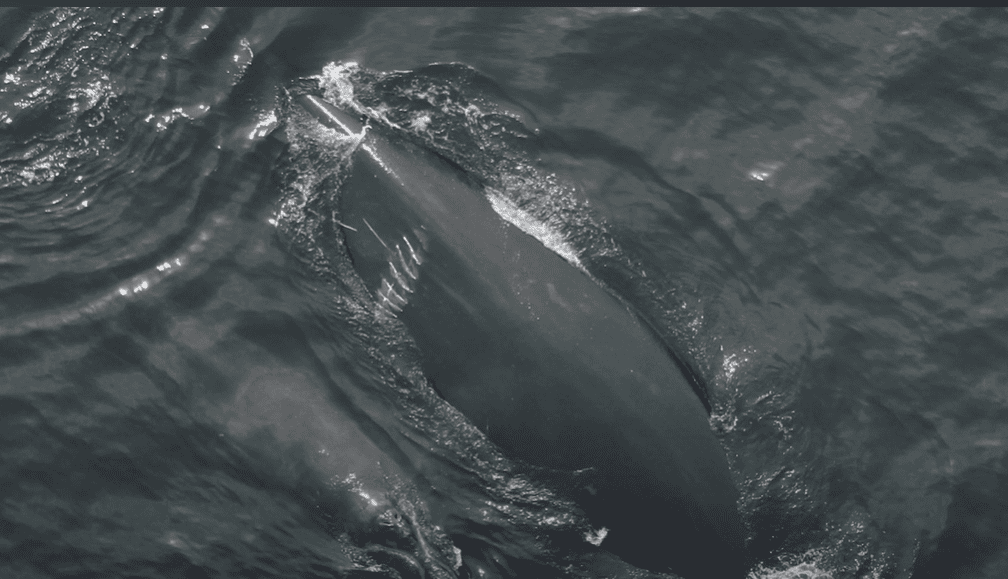 Dorsal view of the North Atlantic right whale.