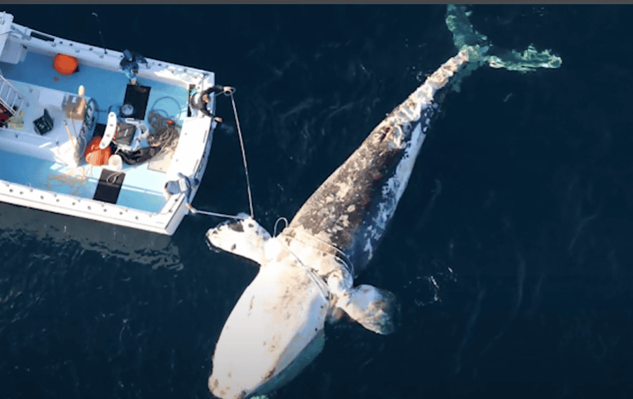 Dead North Atlantic Right Whale floating in the ocean