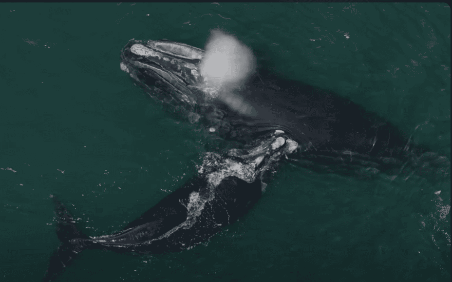 Aerial footage of two North Atlantic Right whales in the ocean. 