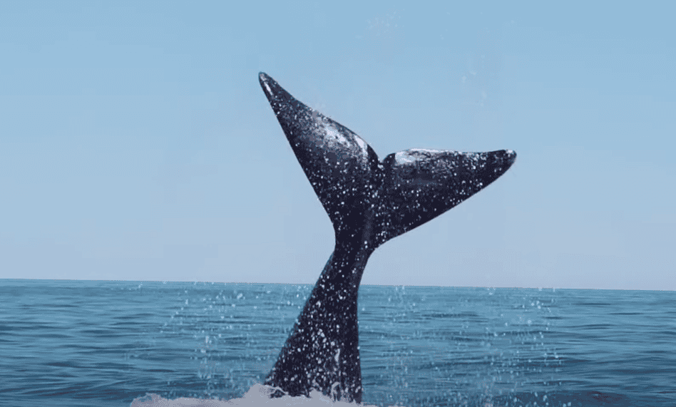 The tail fin of the North Atlantic right whale. 