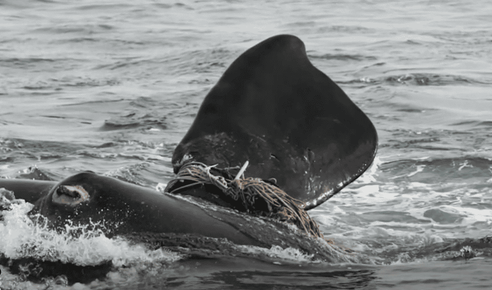North Atlantic right whale with fin in entanglement. 