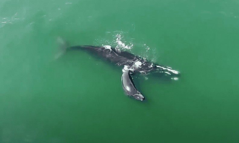 North Atlantic Right Whale with its calf. 