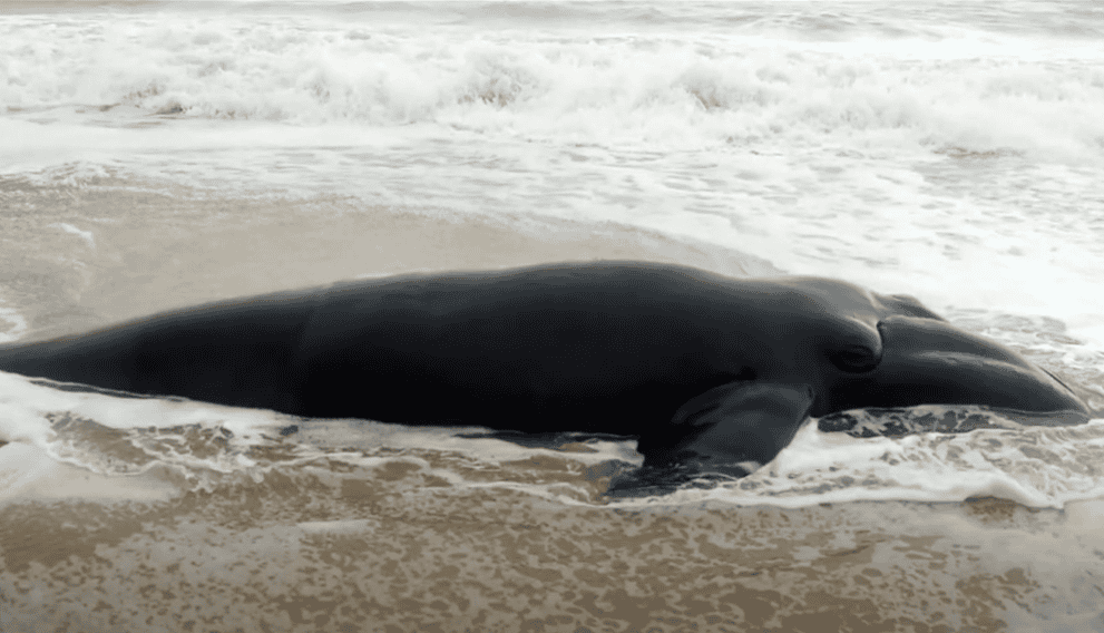 Dead North Atlantic Right Whale washed off a coast. 