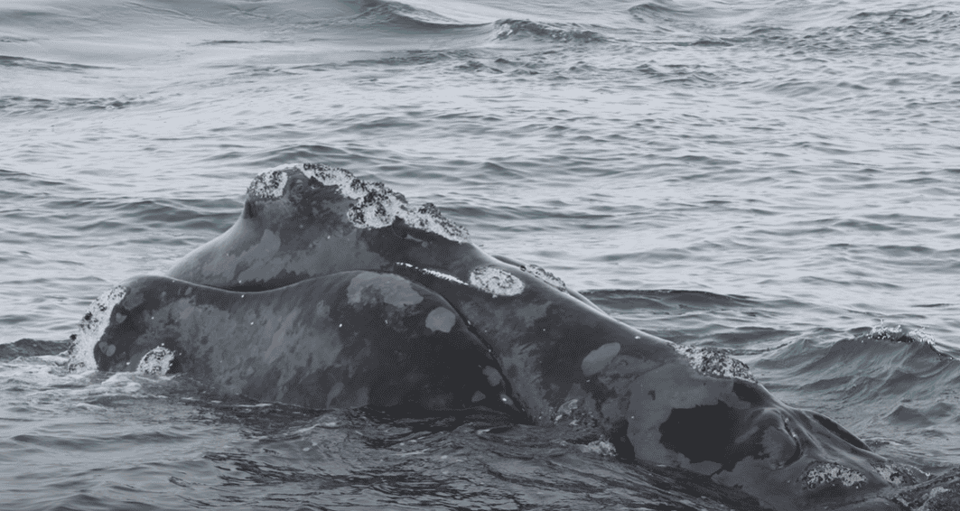 Dorsal view of the North Atlantic Right Whale.