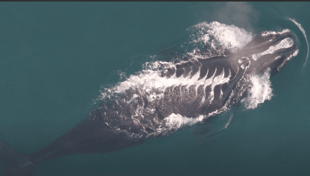 Injured North Atlantic Right Whale in the ocean. 