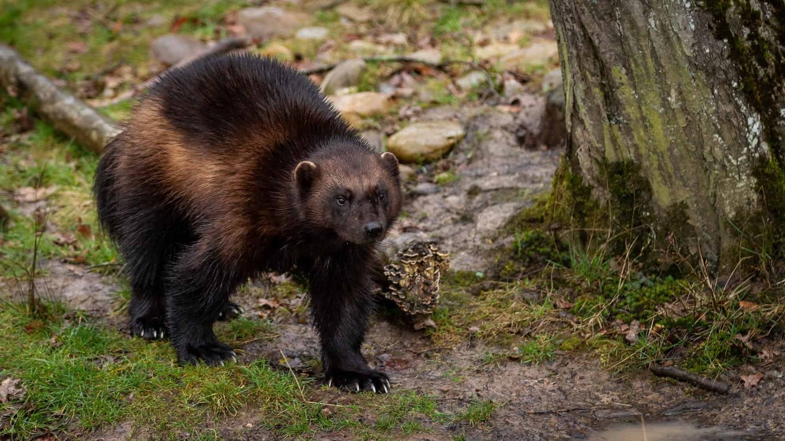Wolverines in Montana: Can This Elusive Predator Survive a Changing Climate?