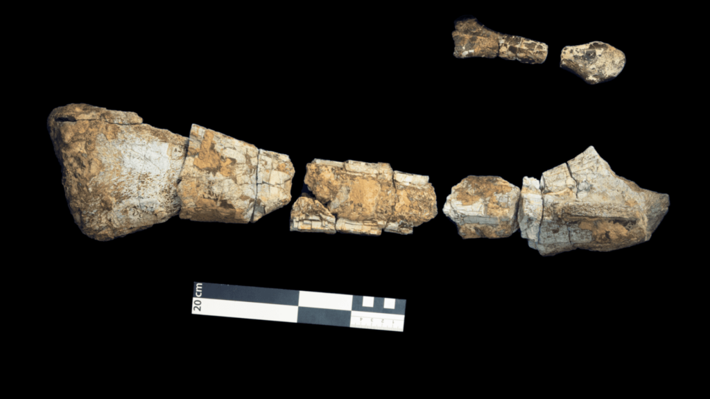 Humerus and femur of Labocania aguillonae