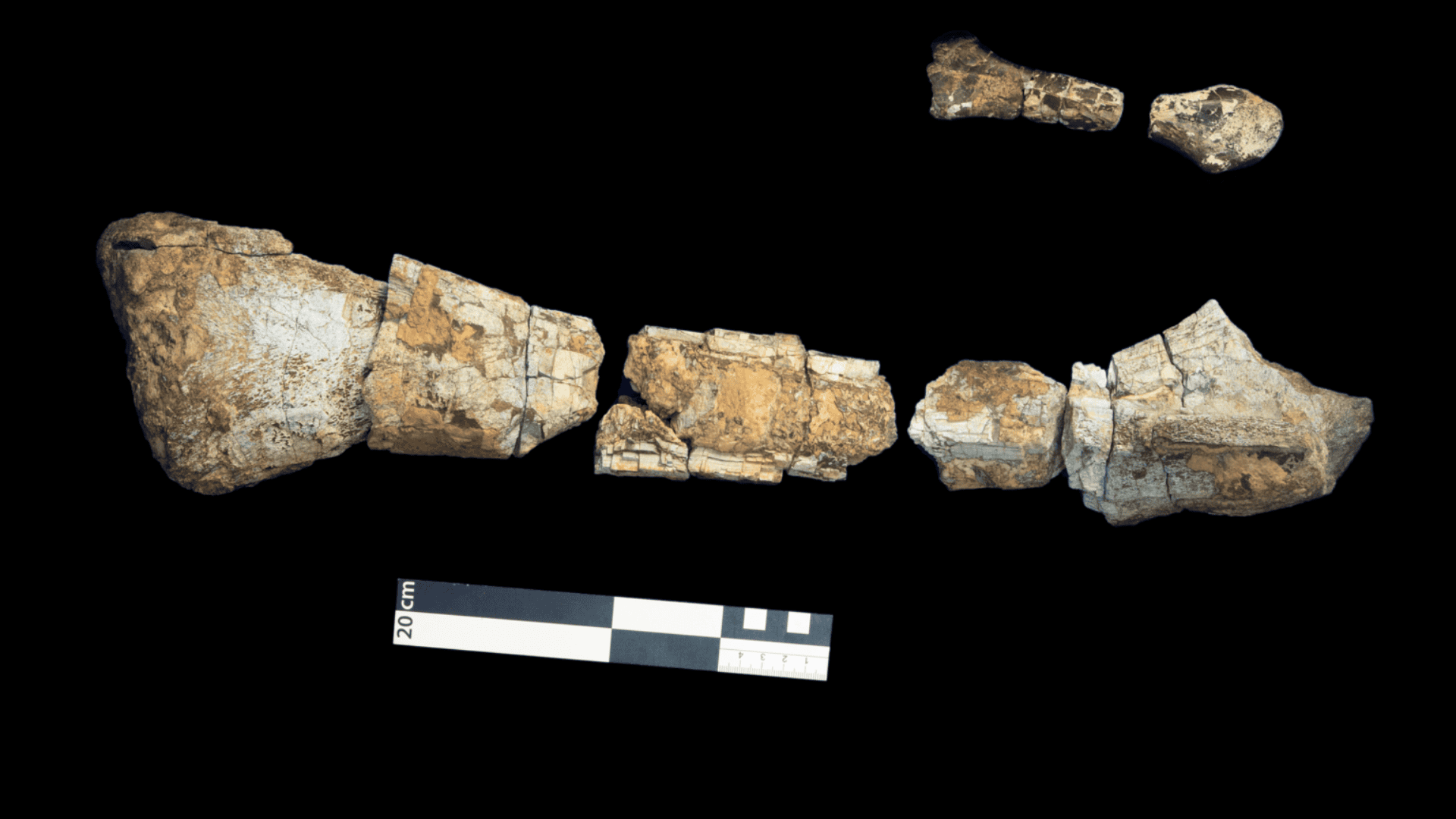 Rare Tyrannosaur Fossil Found in Museum Drawer May Rewrite Mexico’s Dinosaur History