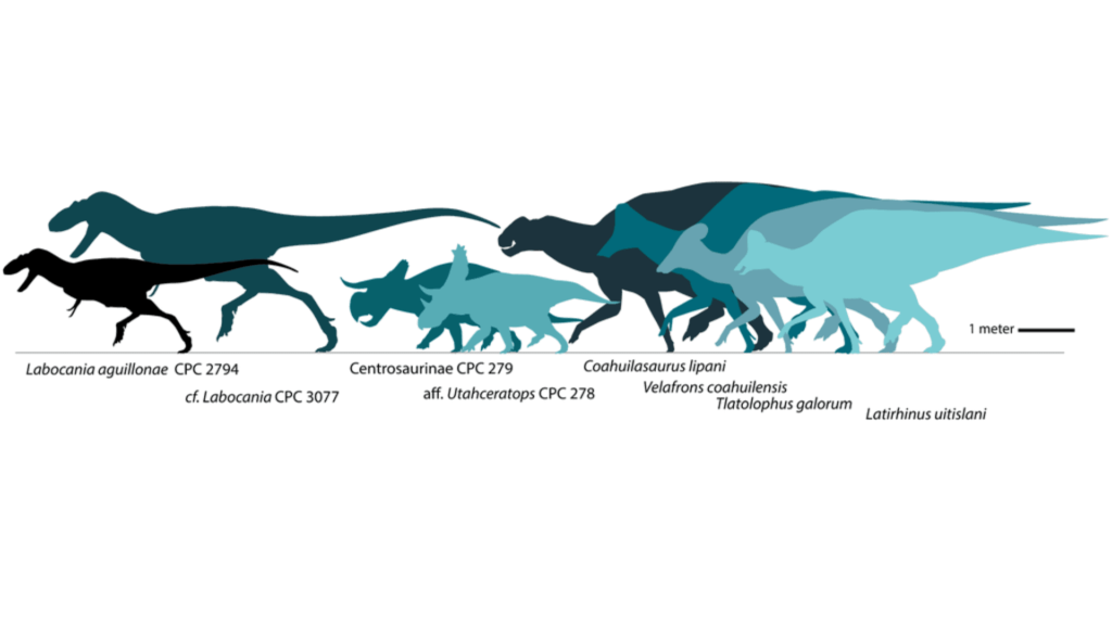 Cerro del Pueblo Formation dinosaur fauna.