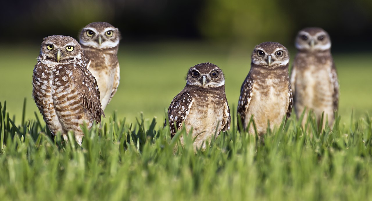 Burrowing Owls Edge Closer to Endangered Status in California