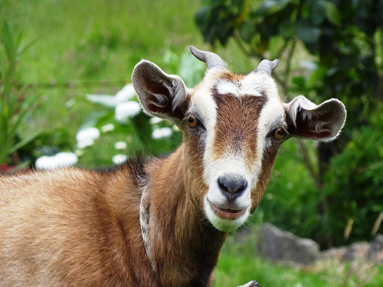 Study Shows That Goats Can Tell If You Are Happy Or Mad