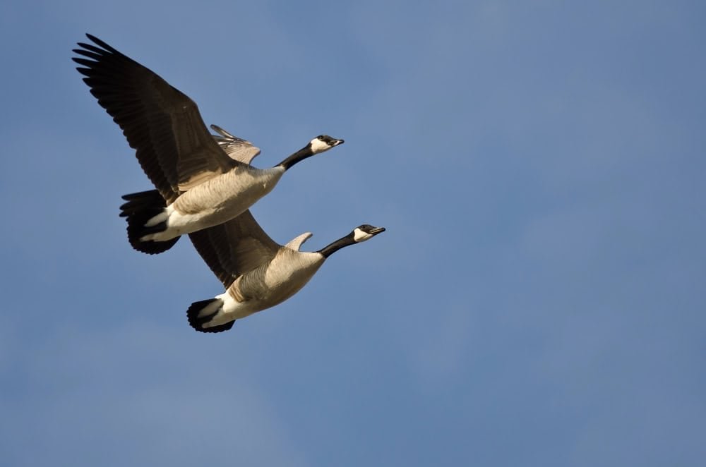 Pair of Canada geese in flight.