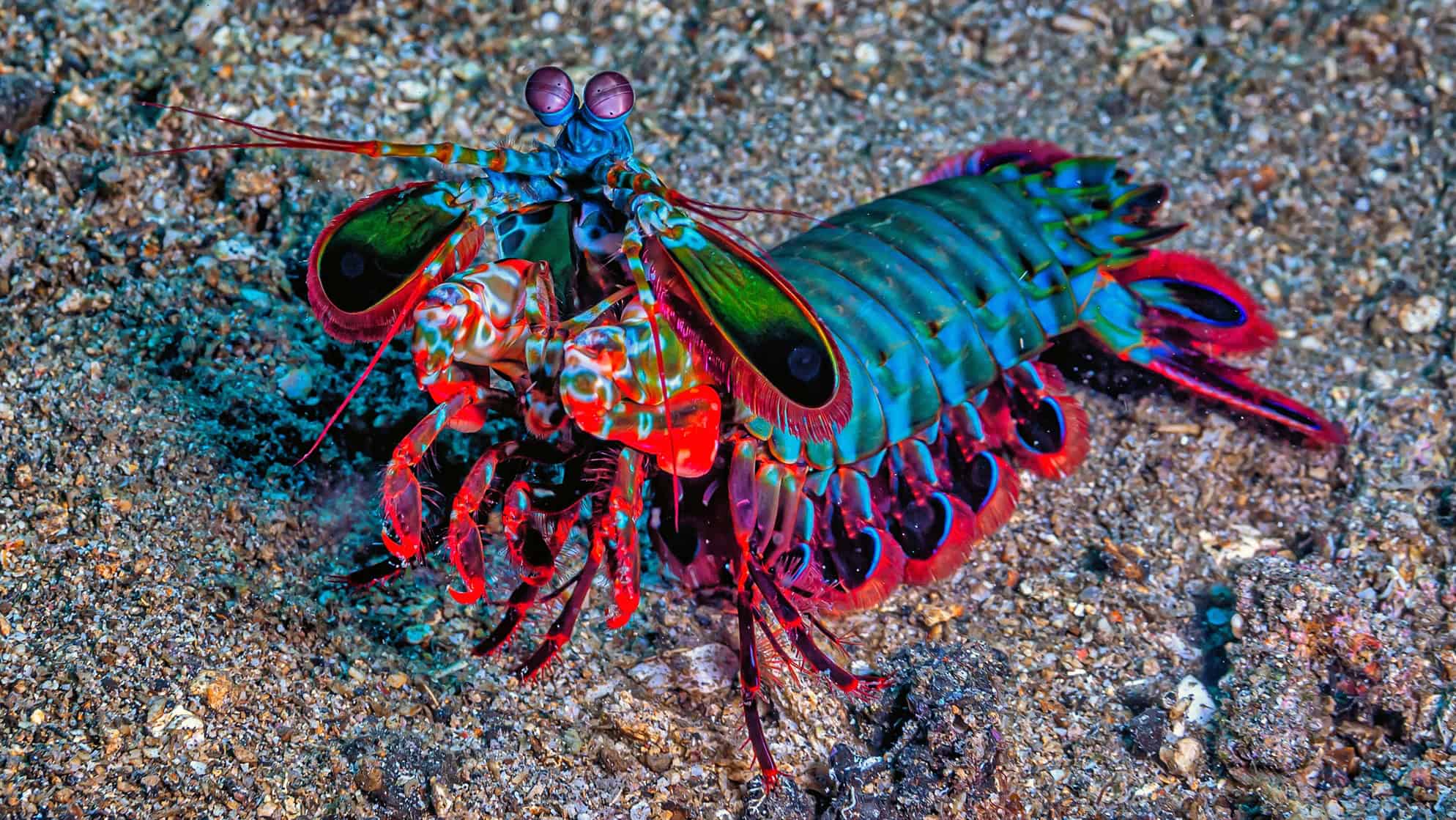 The Fastest Strike in Nature: How a Shrimp Punches With the Force of a Bullet