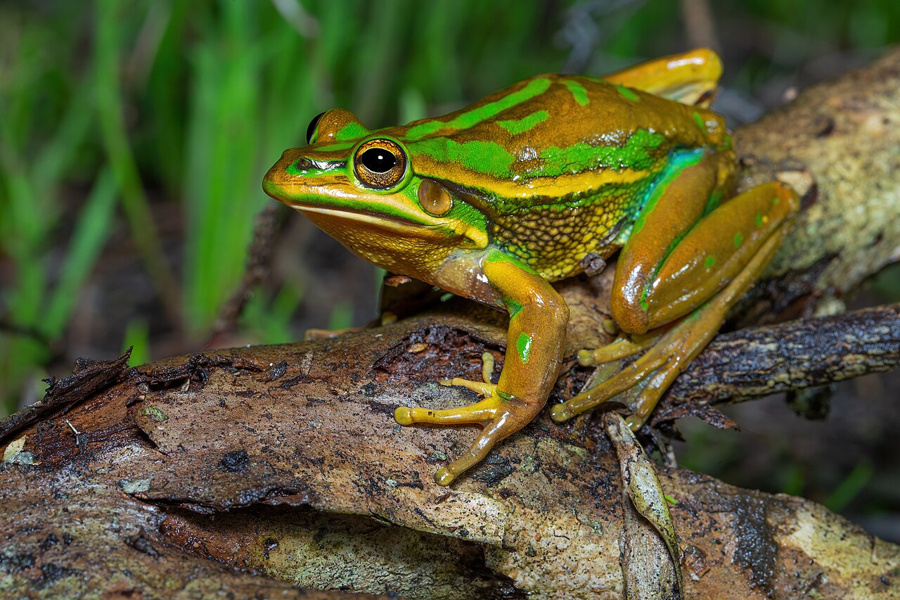 Australian Male Frogs Are Prey To Female Frogs During Breeding Season?