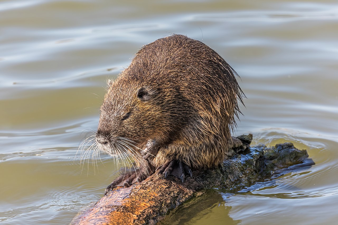How 5,200 Invasive Rodents Are Threatening Water Supply In The Bay Area