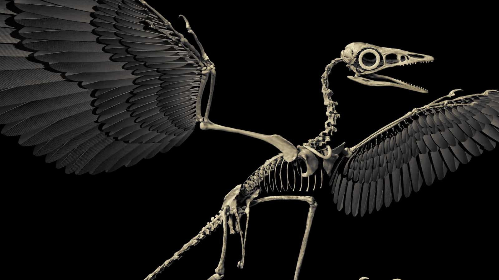 A flying dinosaur's skeleton.