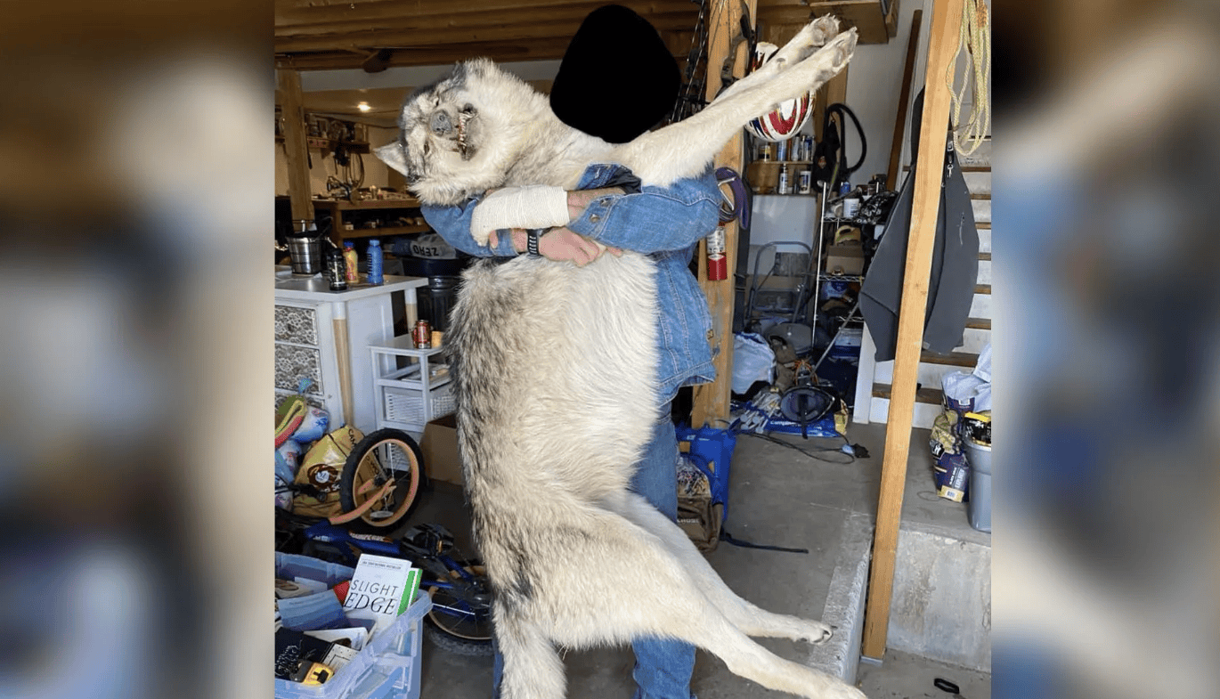Unsolved Mystery Deepens as Great Lakes Gray Wolf Found 900 Miles Away in Colorado